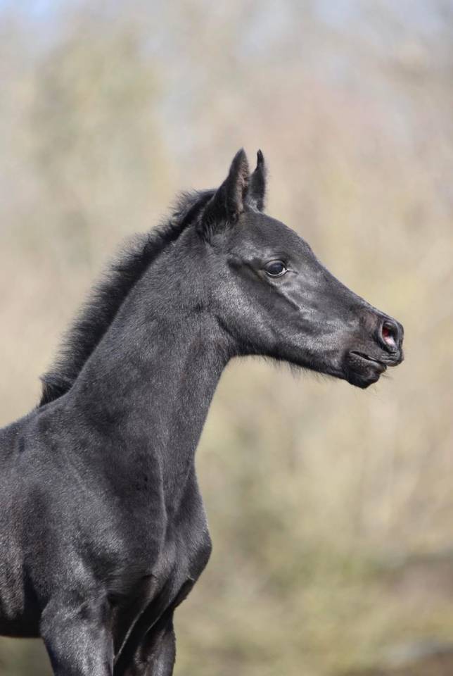 Colt sBs Belgian Warmblood For sale 2025 Black