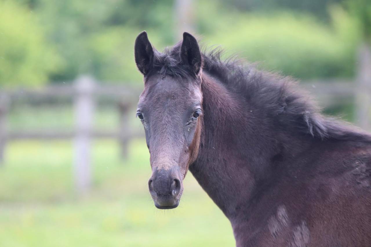 Colt sBs Belgian Warmblood For sale 2025 Black
