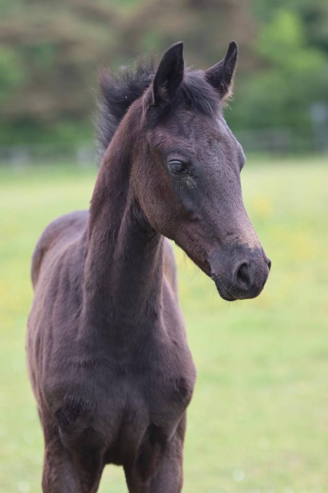 Colt sBs Belgian Warmblood For sale 2025 Black