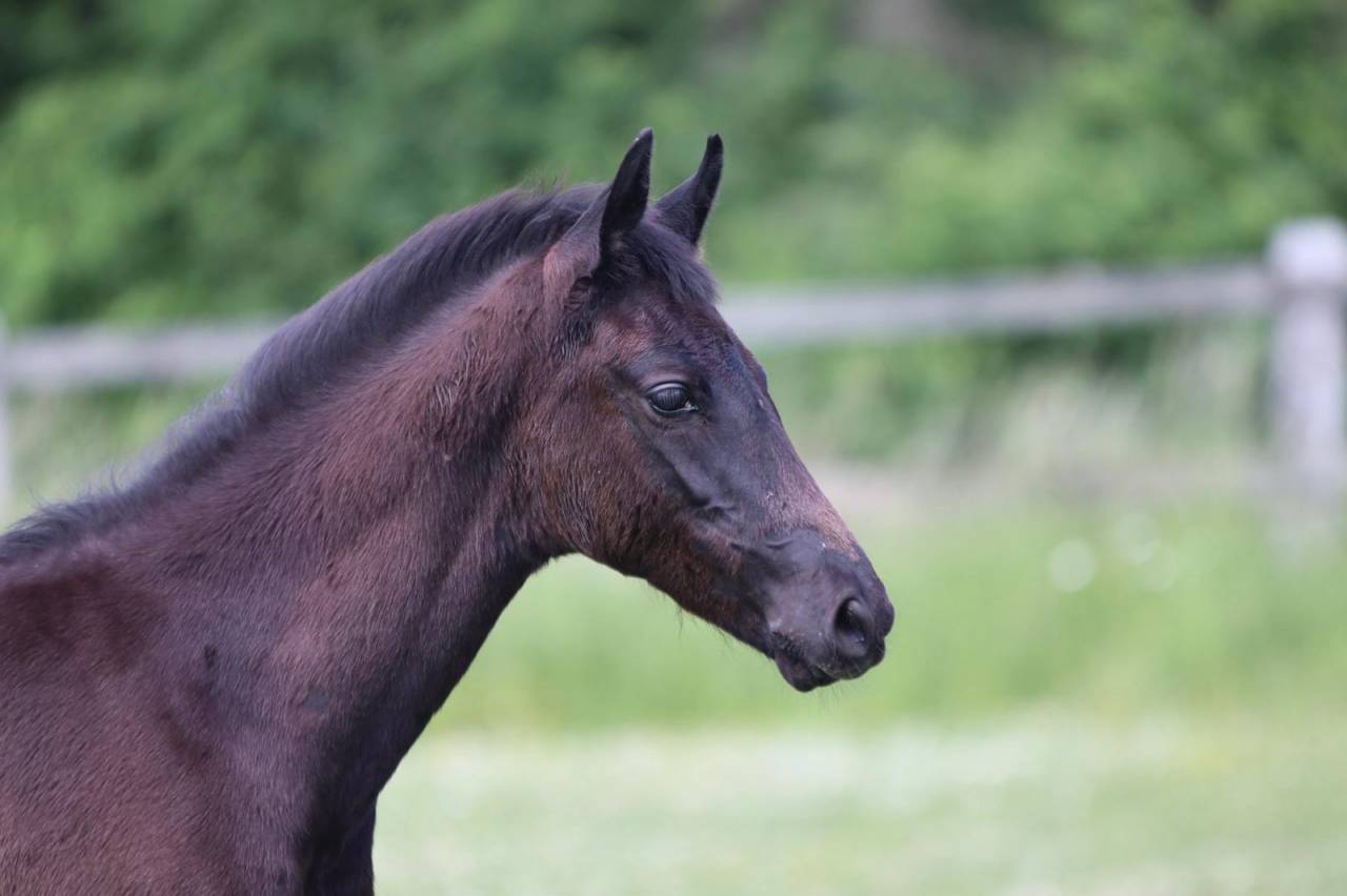 Colt sBs Belgian Warmblood For sale 2025 Black