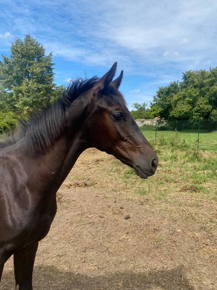 Colt sBs Belgian Warmblood For sale 2025 Black