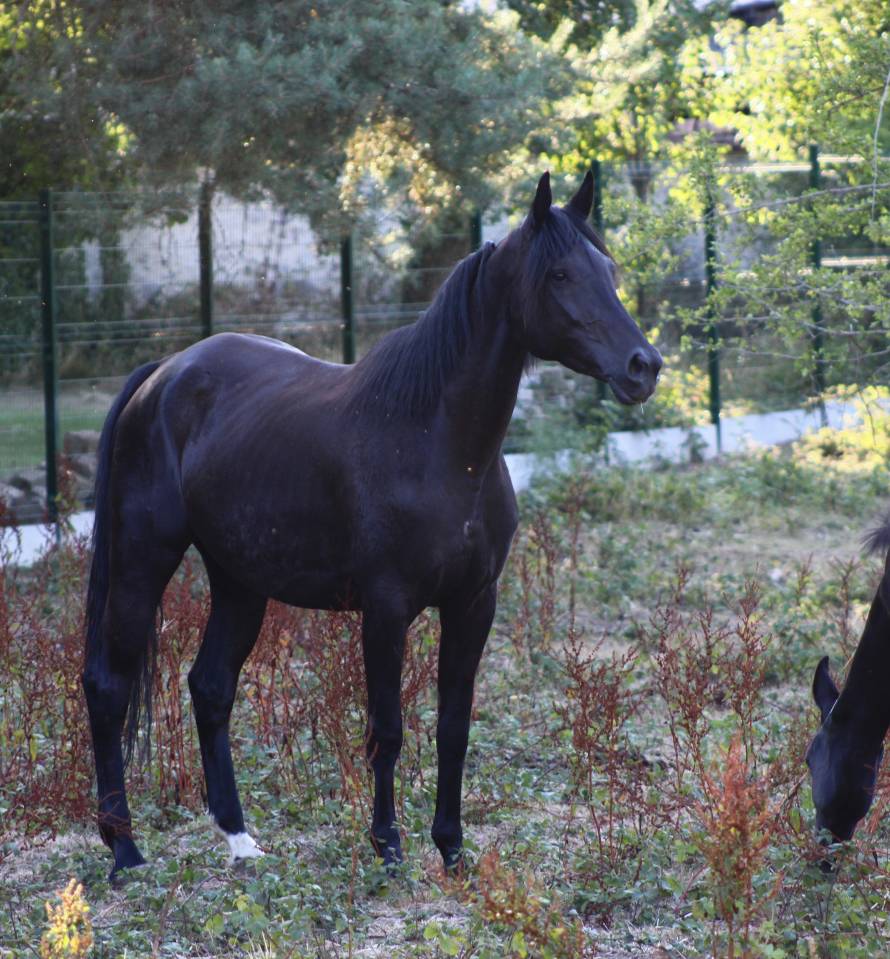 Colt sBs Belgian Warmblood For sale 2025 Black