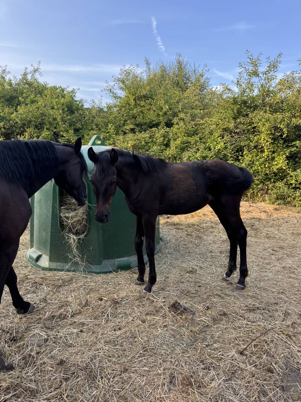 Colt sBs Belgian Warmblood For sale 2025 Black