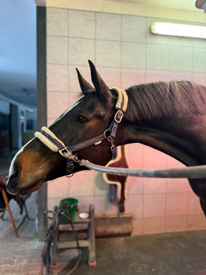 Gelding Holsteiner For sale 2013 Black