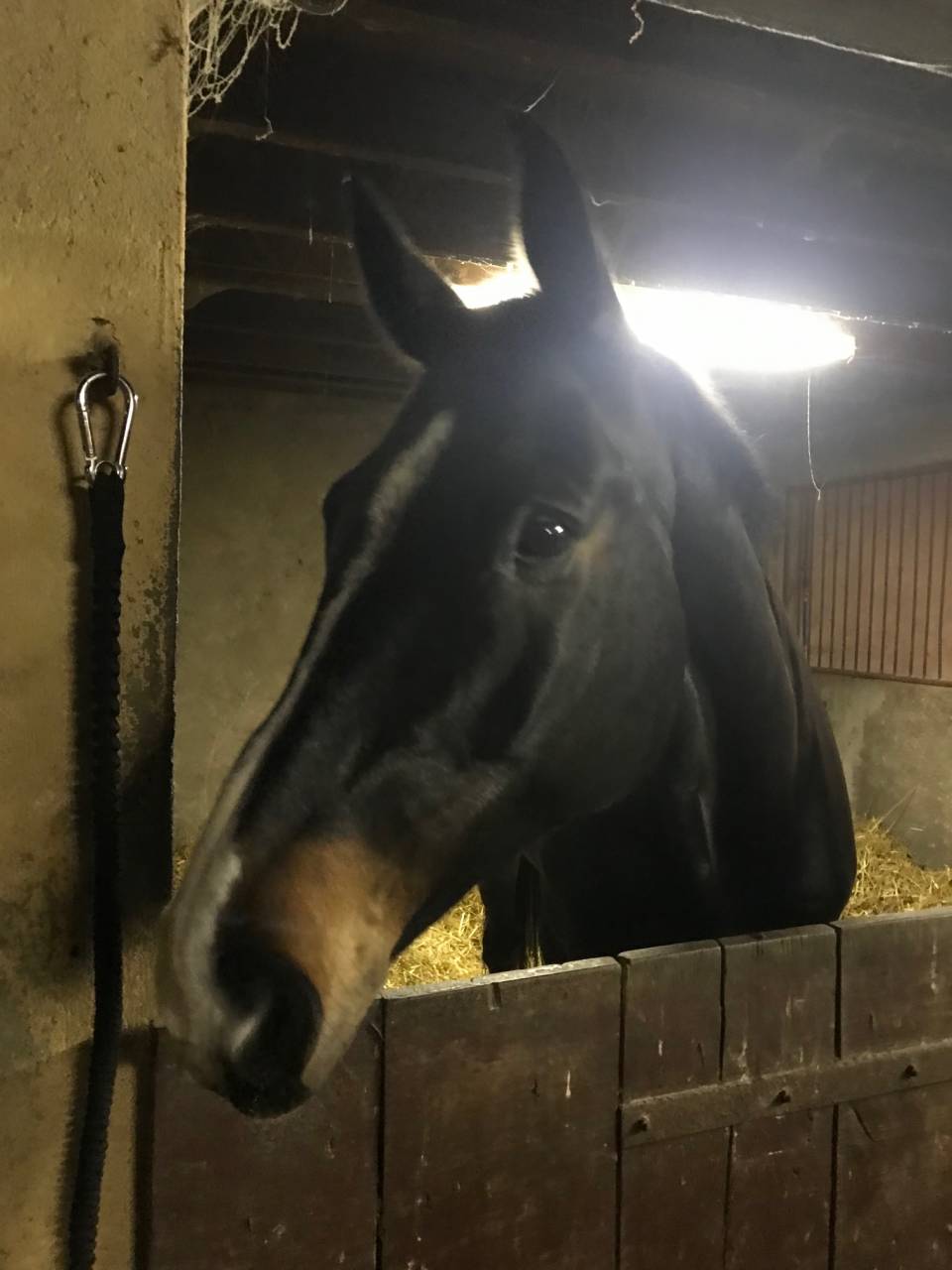 Gelding Holsteiner For sale 2013 Black