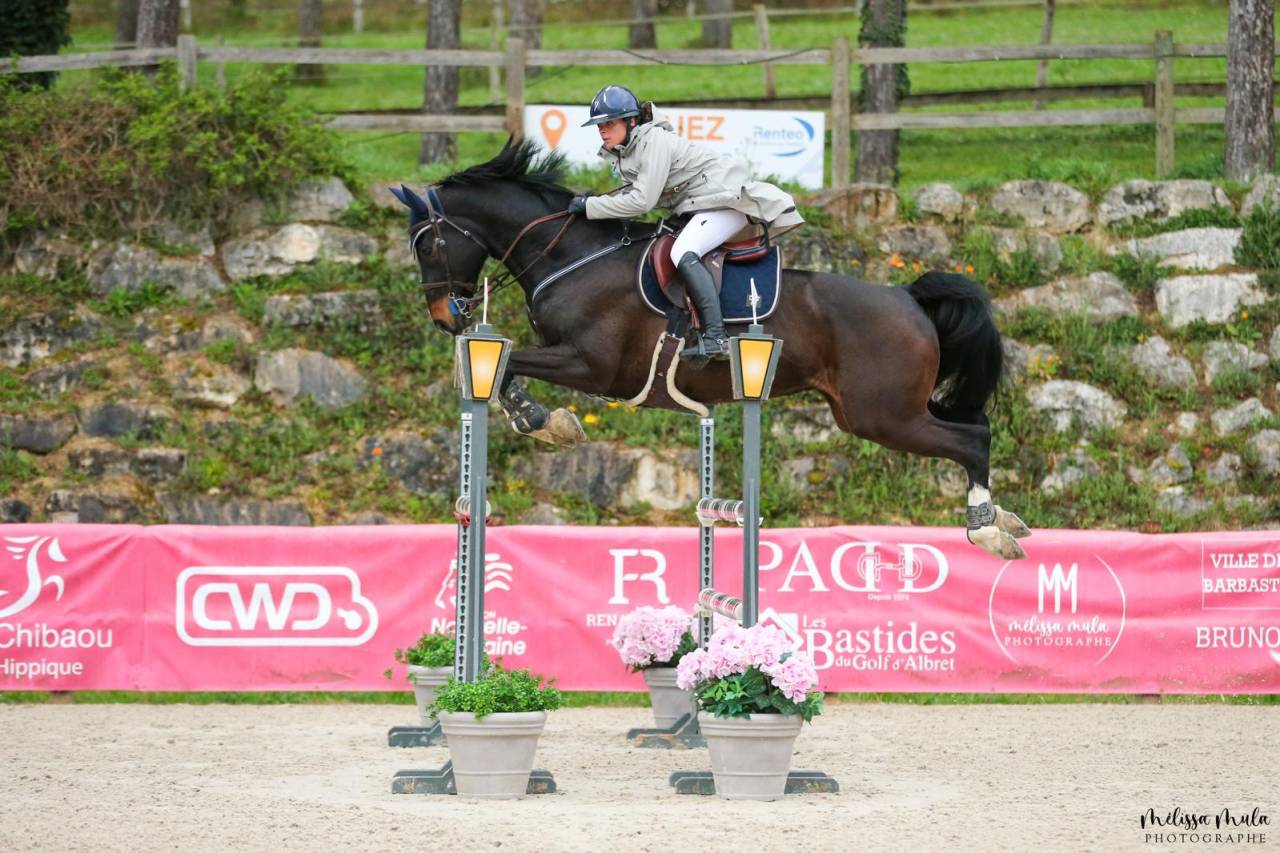 Gelding Holsteiner For sale 2013 Black