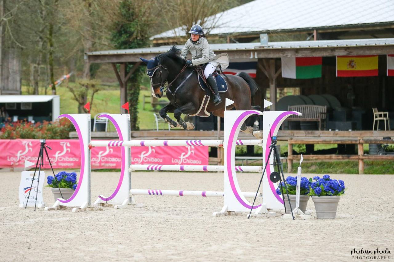 Gelding Holsteiner For sale 2013 Black