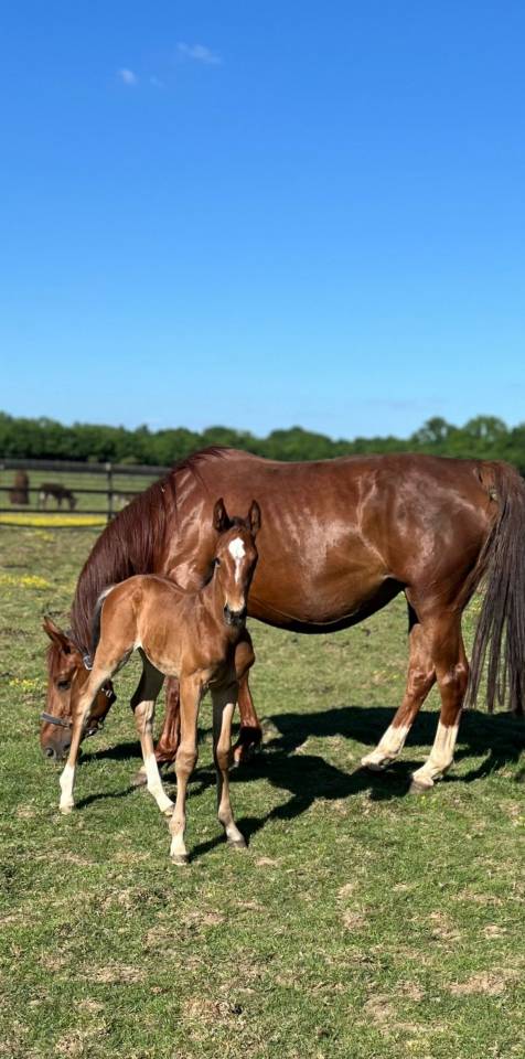 Mare Zangersheide For sale 2019 Liver chestnut