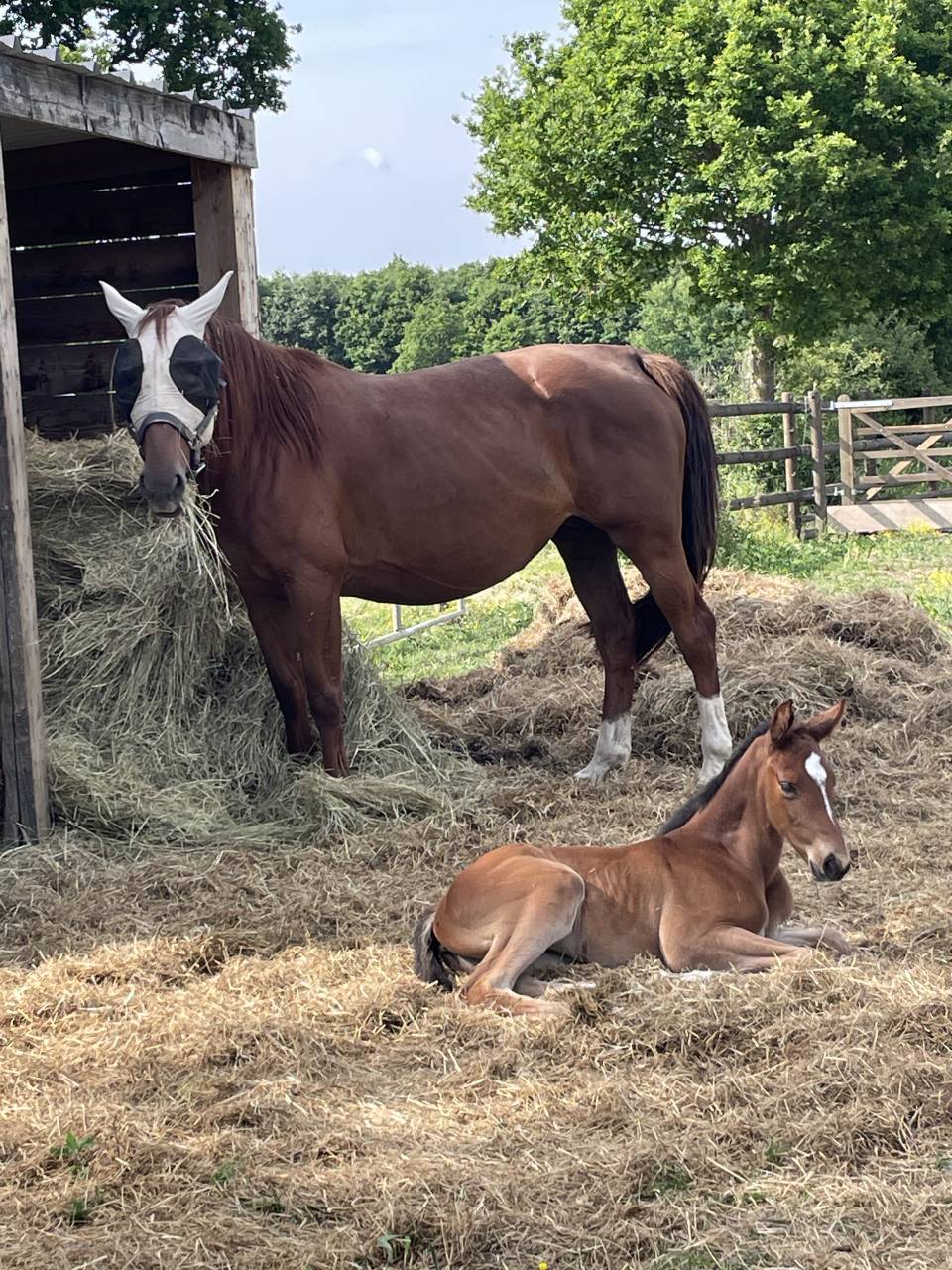 Mare Zangersheide For sale 2019 Liver chestnut