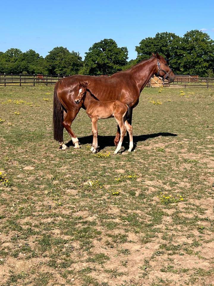 Mare Zangersheide For sale 2019 Liver chestnut