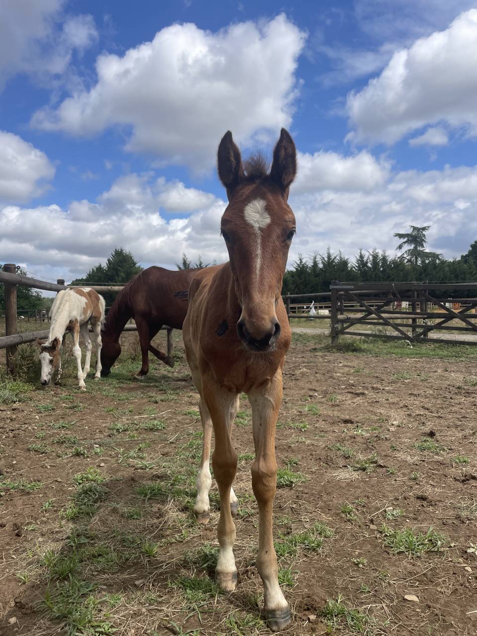Mare Zangersheide For sale 2019 Liver chestnut