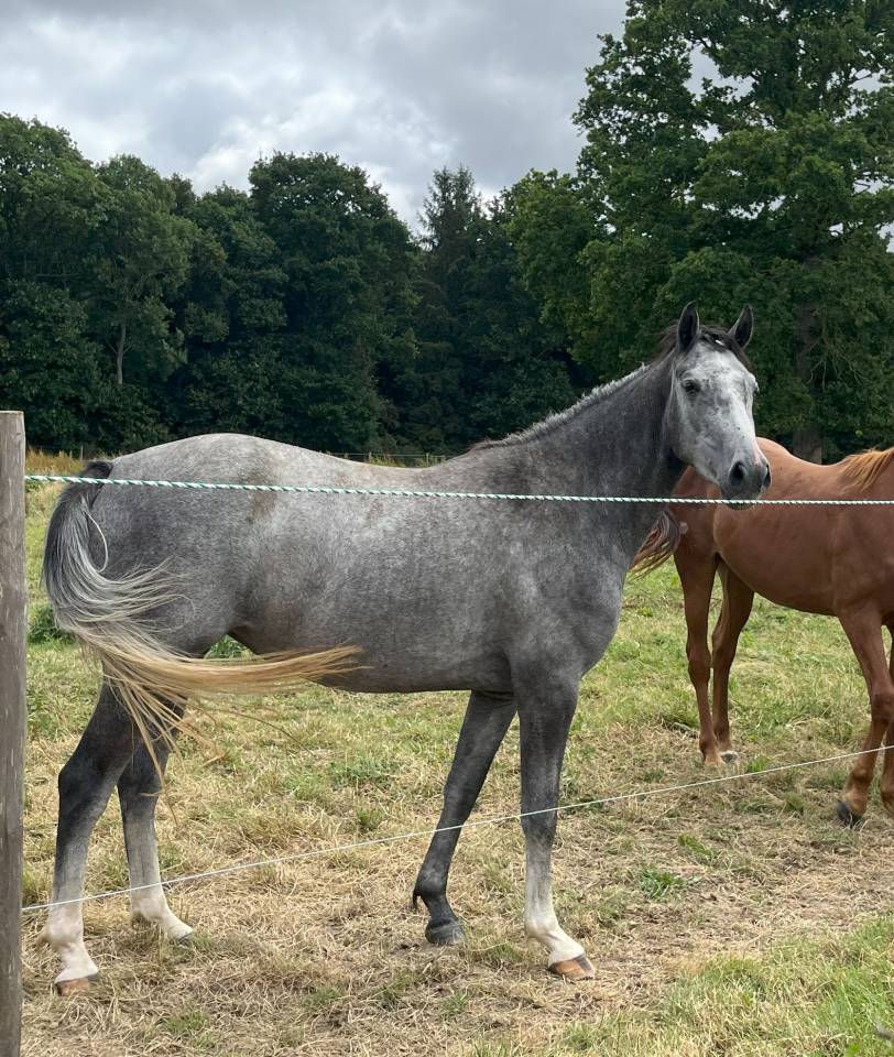 Filly Selle Français For sale 2022 Grey