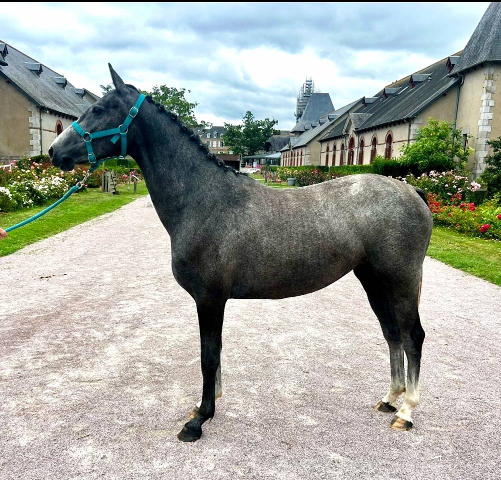 Filly Selle Français For sale 2022 Grey