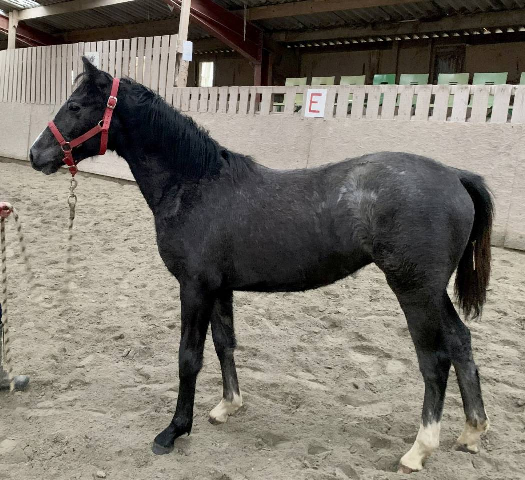 Filly Selle Français For sale 2022 Grey