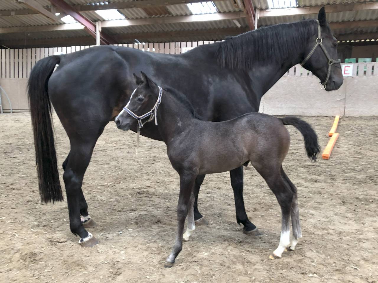 Filly Selle Français For sale 2022 Grey
