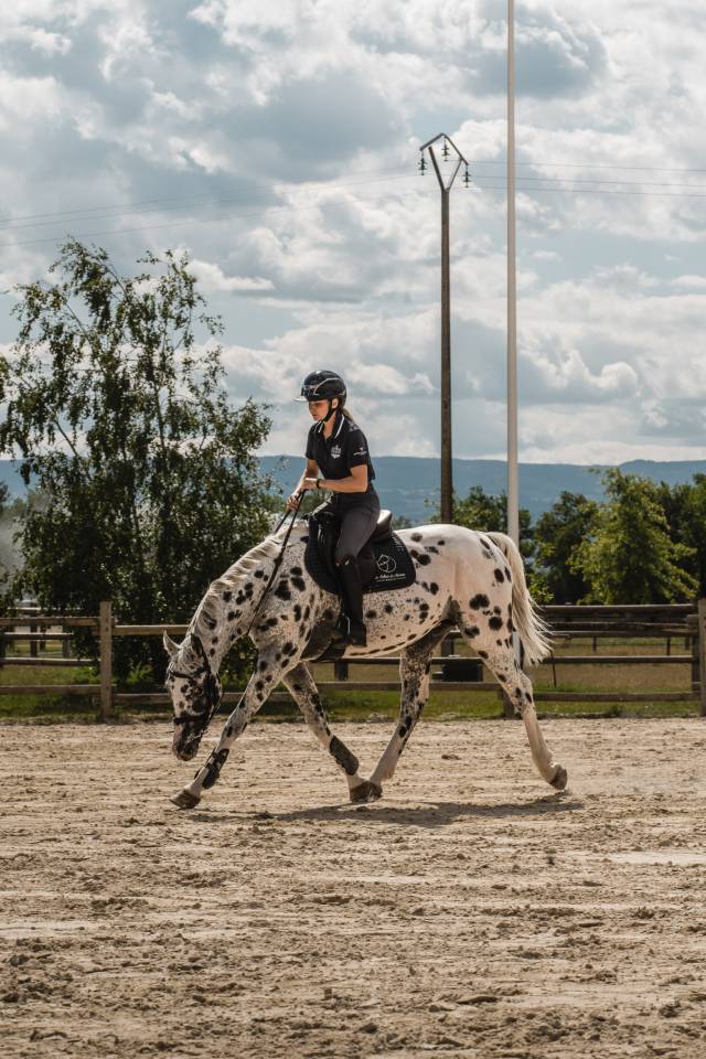 Joli c&oelig;ur Z - Zangersheide 2015