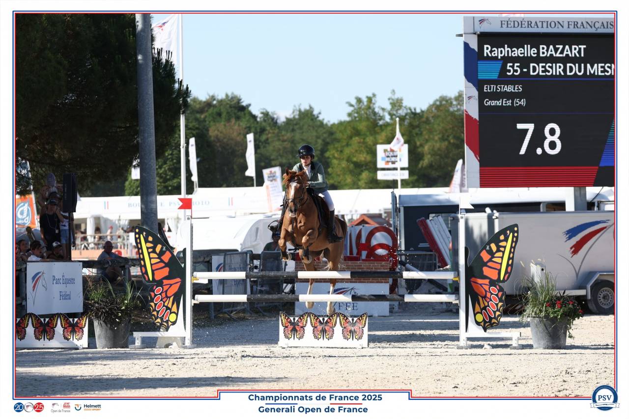 Gelding French Saddle Pony For sale 2013 Liver chestnut