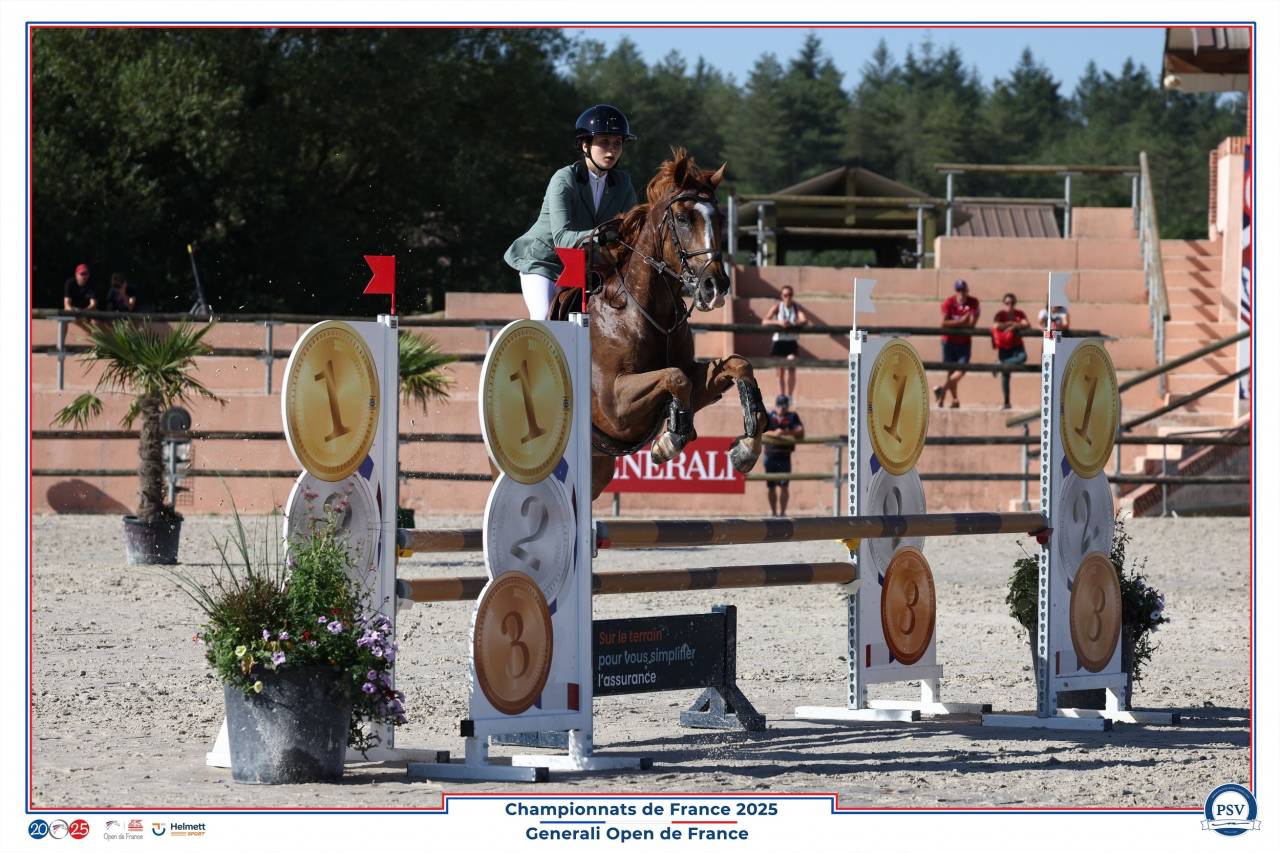 Gelding French Saddle Pony For sale 2013 Liver chestnut