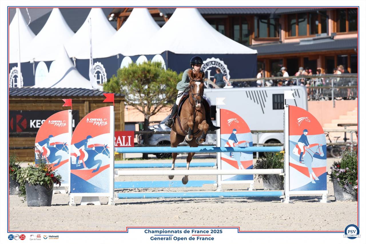 Gelding French Saddle Pony For sale 2013 Liver chestnut