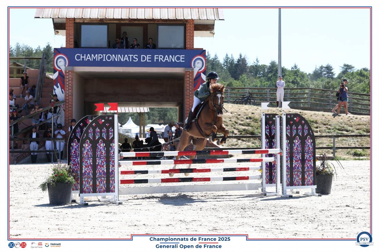 Gelding French Saddle Pony For sale 2013 Liver chestnut