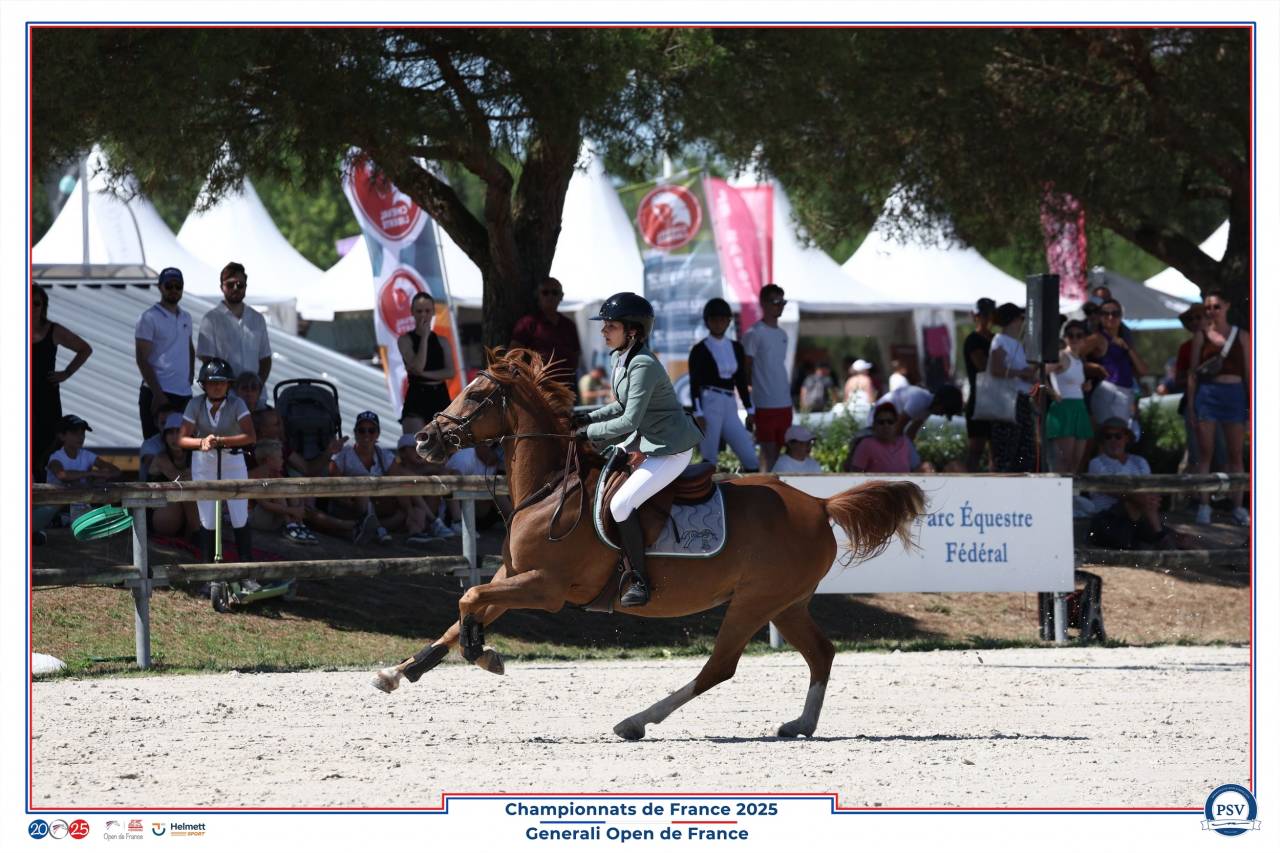 Gelding French Saddle Pony For sale 2013 Liver chestnut