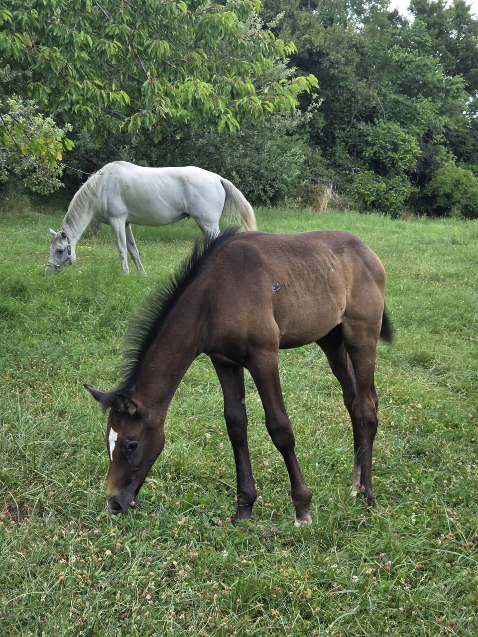 Filly Selle Français For sale 2025 Dark Bay