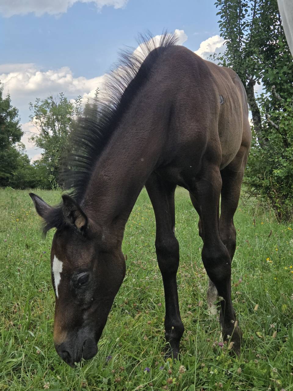 Filly Selle Français For sale 2025 Dark Bay
