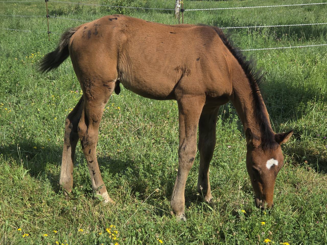Filly Selle Français For sale 2025 Dark Bay