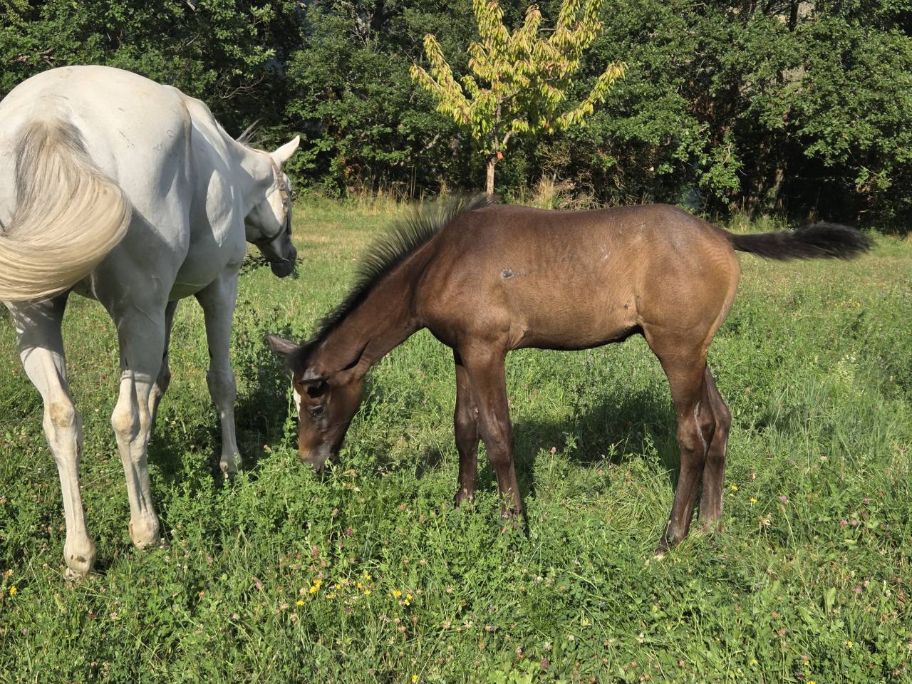 Filly Selle Français For sale 2025 Dark Bay