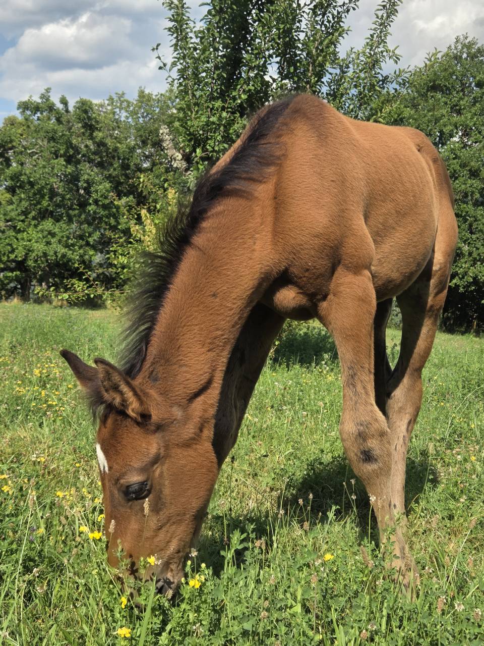 Filly Selle Français For sale 2025 Dark Bay