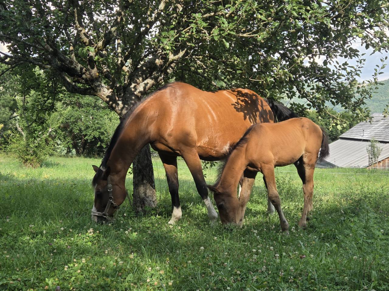 Filly Selle Français For sale 2025 Dark Bay