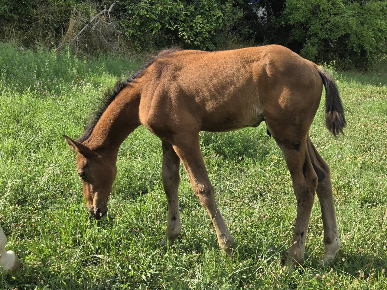 Filly Selle Français For sale 2025 Dark Bay