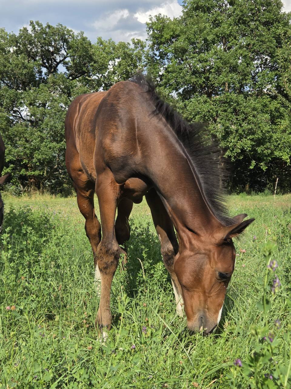 Filly Selle Français For sale 2025 Dark Bay