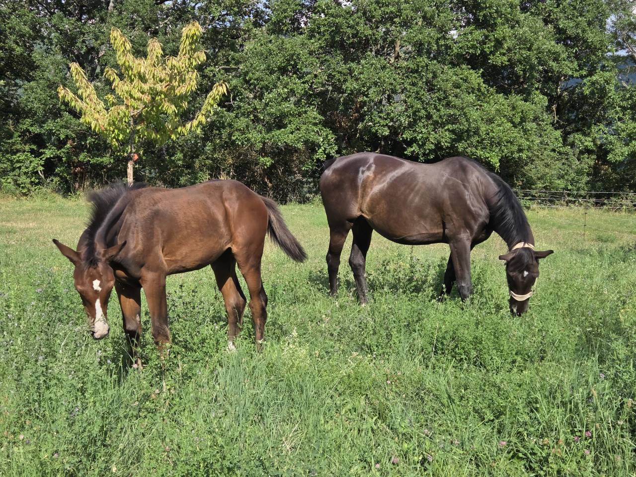 Filly Selle Français For sale 2025 Dark Bay