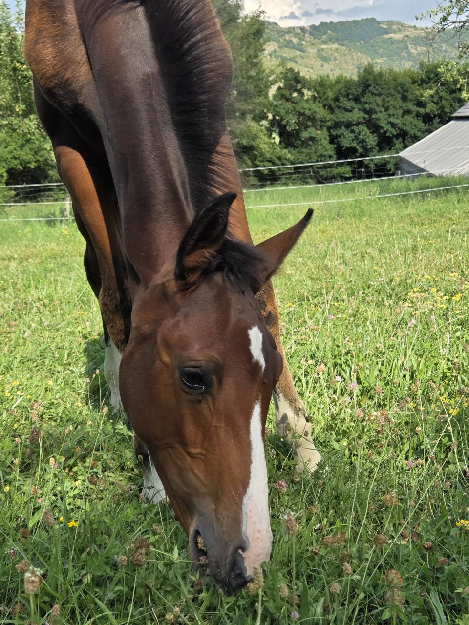 Filly Selle Français For sale 2025 Dark Bay