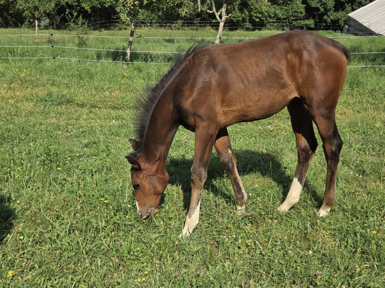 Filly Selle Français For sale 2025 Dark Bay