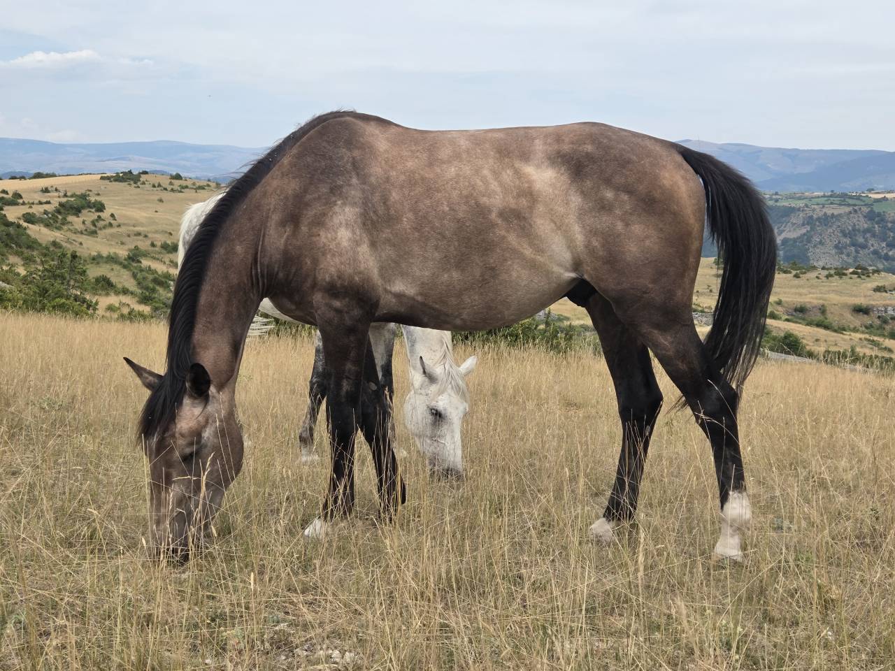 Filly Selle Français For sale 2025 Dark Bay