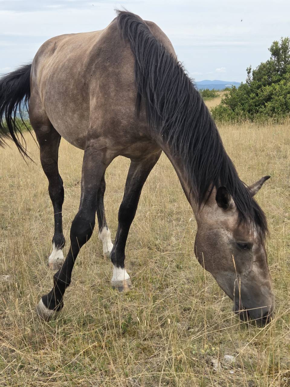 Filly Selle Français For sale 2025 Dark Bay