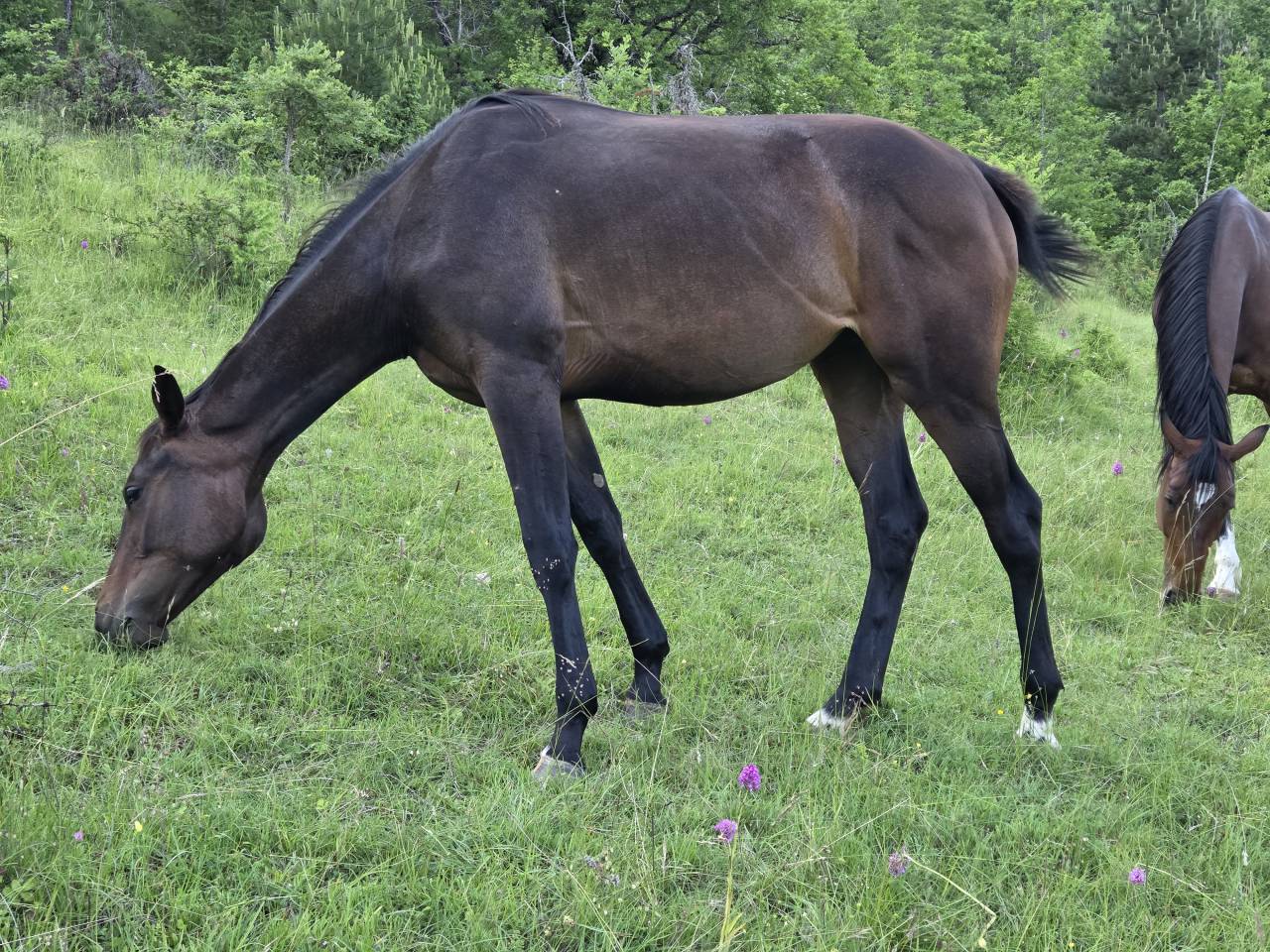 Filly Selle Français For sale 2025 Dark Bay