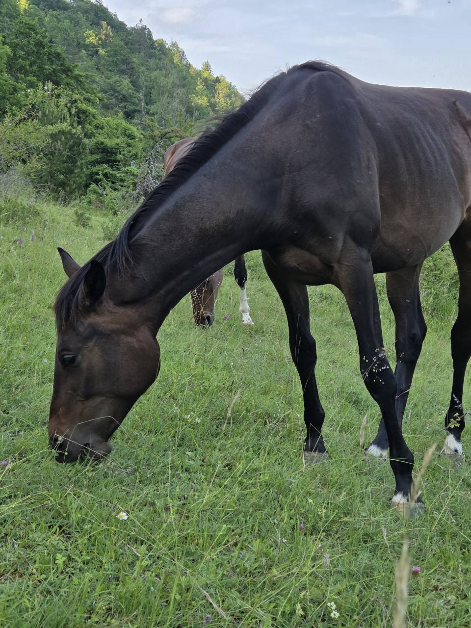 Filly Selle Français For sale 2025 Dark Bay