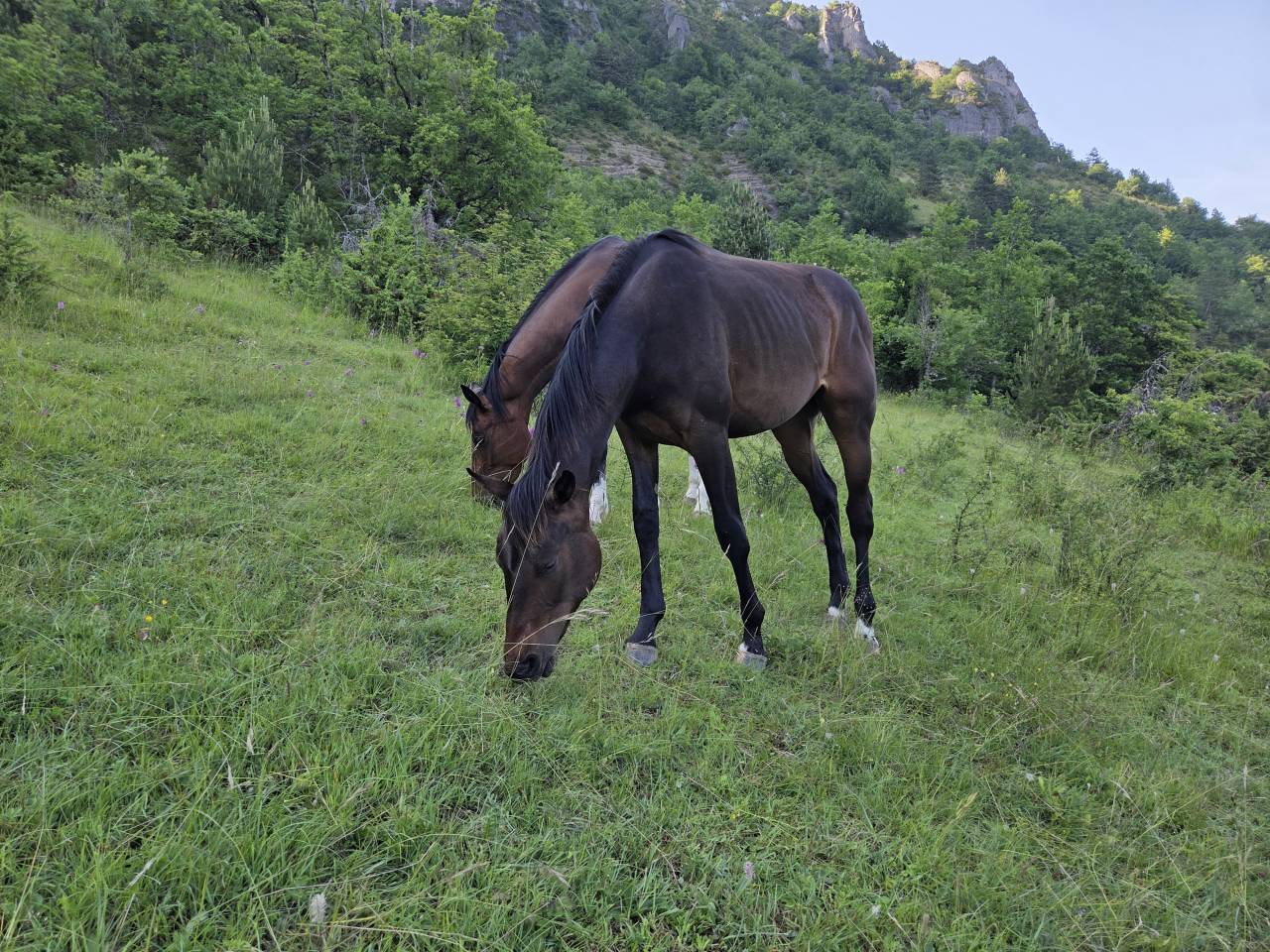 Filly Selle Français For sale 2025 Dark Bay