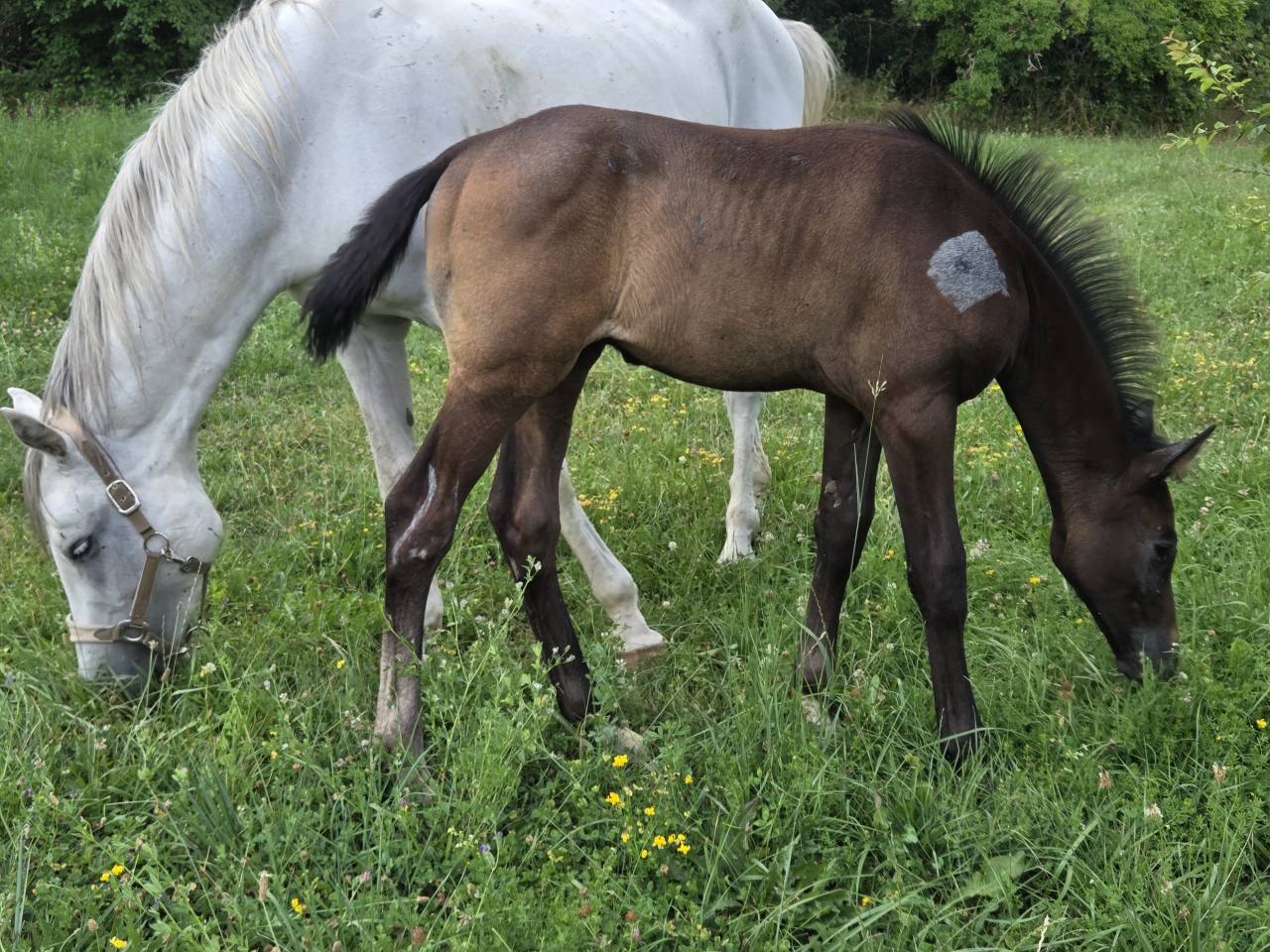 Filly Selle Français For sale 2025 Dark Bay