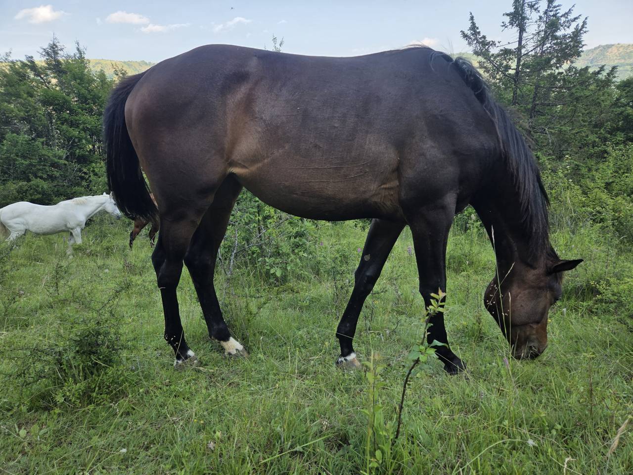 Filly Selle Français For sale 2025 Dark Bay