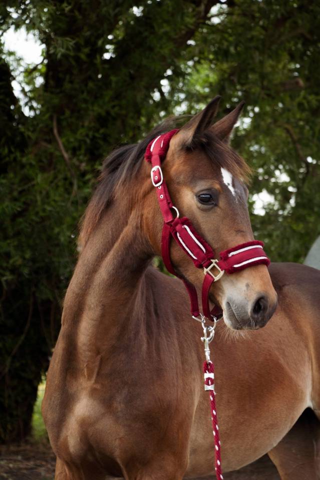 Colt Selle Français For sale 2024 Bay