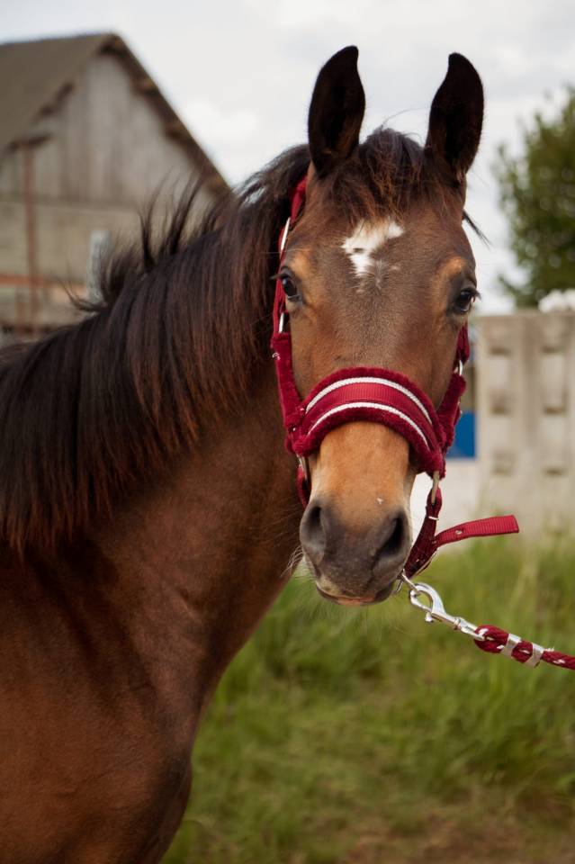 Colt Selle Français For sale 2024 Bay