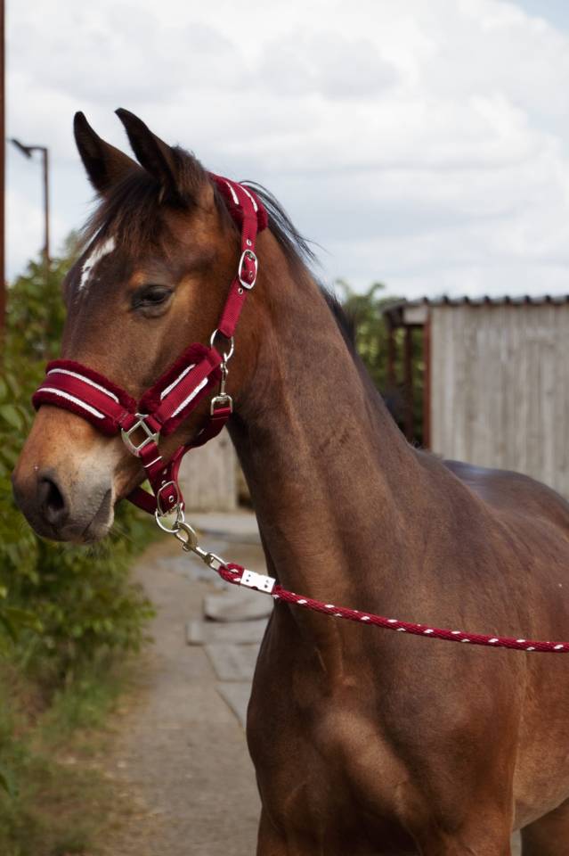 Colt Selle Français For sale 2024 Bay