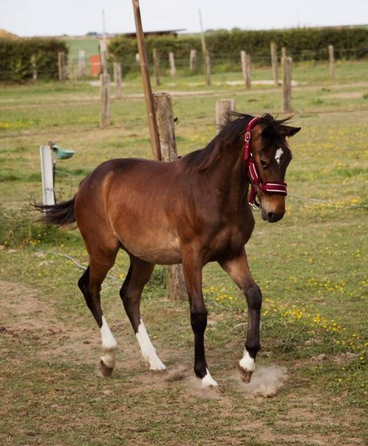 Colt Selle Français For sale 2024 Bay