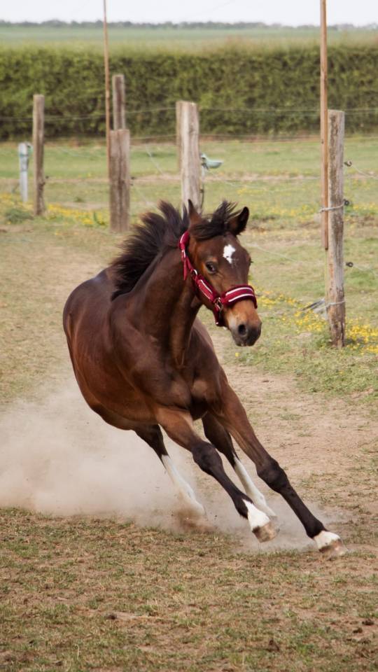 Colt Selle Français For sale 2024 Bay