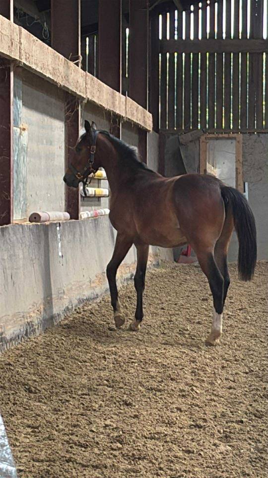 Colt Selle Français For sale 2024 Bay