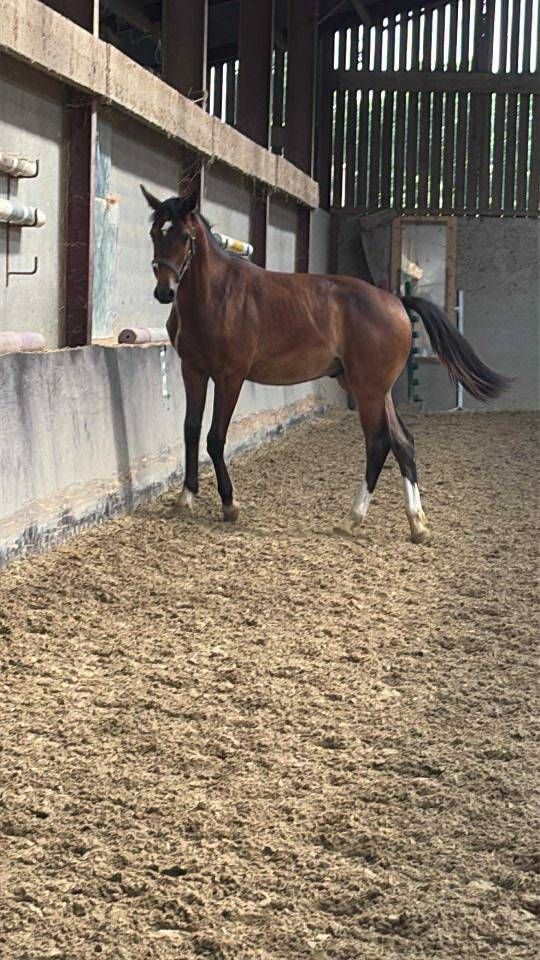 Colt Selle Français For sale 2024 Bay